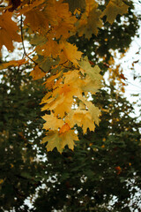 Autumn leaves fall from the trees