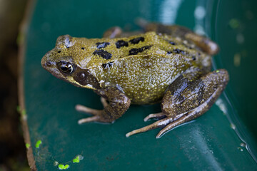 Fototapeta premium Common frog on the pond's edging.