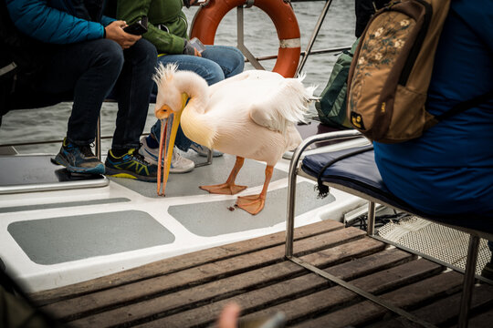 Dolphin Cruise & Sandwich Habour Combo