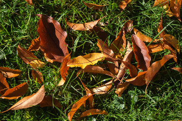 Autumn leaves on green grass. Shining in the sun. Background.