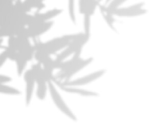 Semitransparent shadow overlay effect isolated on transparent background. Realistic PNG. Abstract silhouette soft blurry shadow of window blinds on wall. Sun light shade Leaves and window pane shadow 