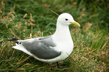 Seagull in a relaxing moment in Latrabjarg cliffs, Iceland