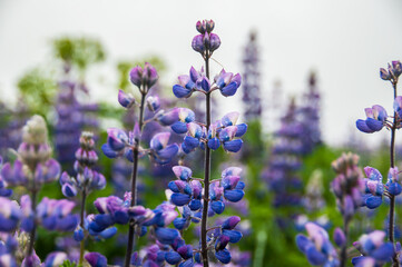 Wild blue lupin in Iceland
