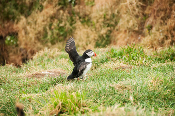 Latrabjarg cliffs, the puffin sanctuary in Iceland