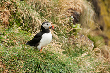 Latrabjarg cliffs, the puffin sanctuary in Iceland