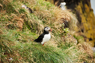 Latrabjarg cliffs, the puffin sanctuary in Iceland
