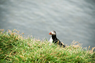 Latrabjarg cliffs, the puffin sanctuary in Iceland