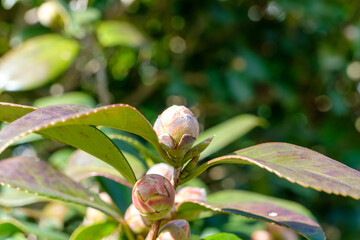 陽光に照らされる椿のつぼみ