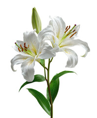 Fototapeta premium Delicate white lilies with vibrant green leaves on a black background, artistic and pure