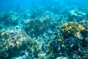 coral reef and diver