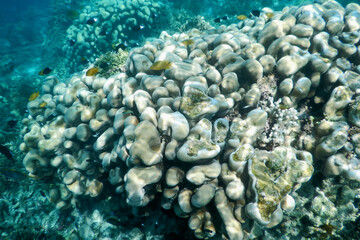 coral reef in the sea