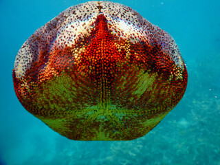 red sea urchin