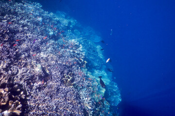 coral reef in the sea