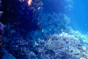 coral reef with fish