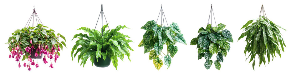 Fototapeta premium Vibrant hanging plants collection