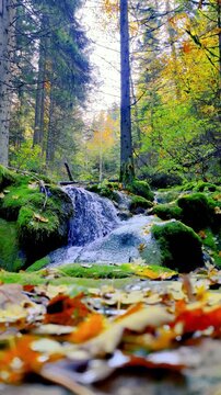 Forest waterfall viewed from low angle with fallen autumn leaves in the foreground