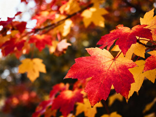 Autumn leaves in red and yellow