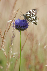 le papillon demi-deuil