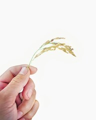 "Close-up of a hand holding golden ripe rice stalks on a white background, conveying the beauty of agricultural produce."