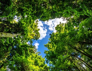 An upward view through verdant treetops reveals a patch of blue sky, a bright contrast. Sunlight filters through leaves, creating a natural frame