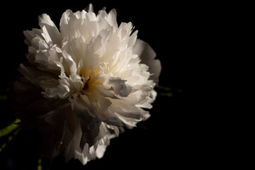 White peonies in soft sunlight on a dark background, creating a peaceful home atmosphere. Elegant floral still life.