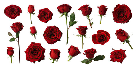 An array of vibrant red floral blooms, displaying different sizes and stages, set on a black background