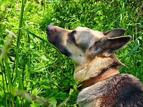 German Shepherd enjoys a peaceful moment in lush green grass under a warm sun in a quiet outdoor setting