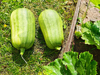 Two fresh green squash harvested from a garden, showcasing their healthy appearance in the afternoon sunlight