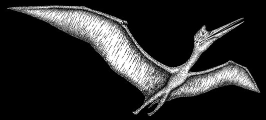 Vintage engraving isolated pterosaur set illustration pterodactylus ink sketch. Flying dinosaur background silhouette Jurassic art. Black and white hand drawn image