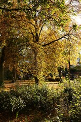 Naklejka premium Vertical atmospheric shot of a tree canopy filled with golden autumn leaves, brightly lit by the sun. Provides a beautiful, vibrant background for blog headers or article illustrations.