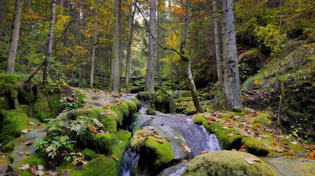 Still view of quiet forest stream flowing through autumn leaves and moss-covered stones