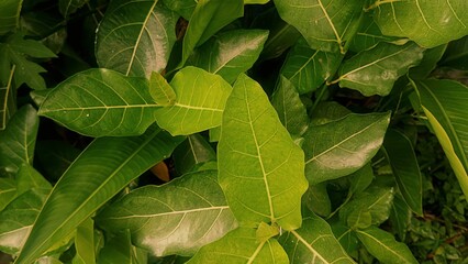 Fresh Green Leaves Growing in Garden Bush 4K