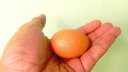 Hand Holding a Broiler Chicken Egg 4K