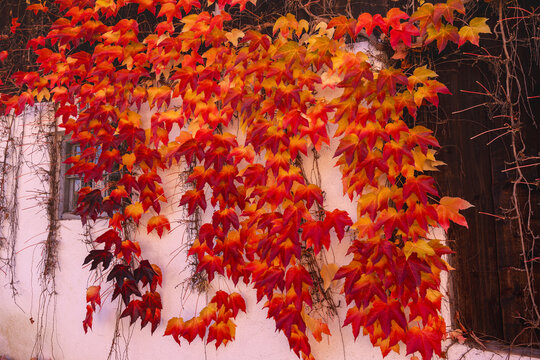 Colorful autumn climbing vines on an old wooden fence with blurred soft background showing natural seasonal beauty - Powered by Adobe