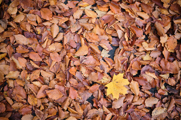 Dry autumn leaves with a single yellow maple leaf creating contrast on the forest floor