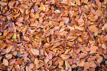 Dry autumn leaves forming a natural texture background in warm brown and orange tones