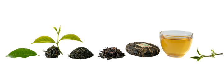 Tea Production Stages From Leaf to Drink Warm Beverage Isolated Process