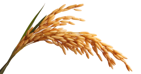 Ripe Rice Grain Seed Spikelet Close-Up Harvest Symbol Crop Field
