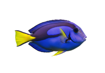 Isolated bright blue tang fish swimming, colorful coral reef life in the ocean, marine creature