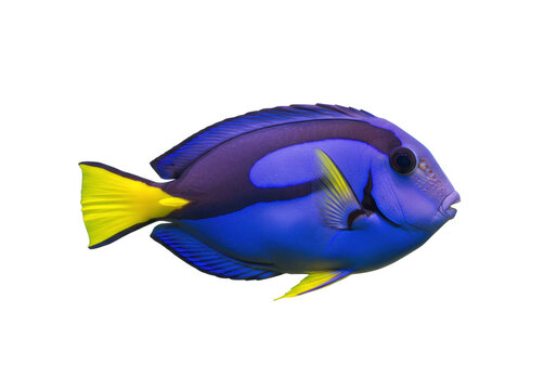 Isolated bright blue tang fish swimming, colorful coral reef life in the ocean, marine creature