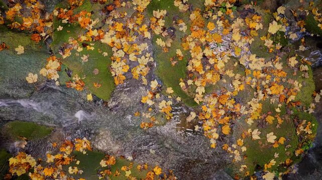 Forest stream covered with autumn leaves and mossy rocks, camera moves right following the water flow