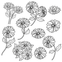 Daisy Flower Line Art Illustration Set. Botanical Outline Drawings for Design and Coloring.