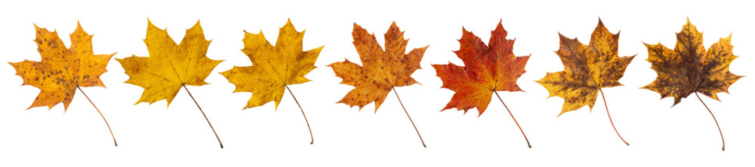 Yellow red and brown autumn maple leaves set isolated transparent png