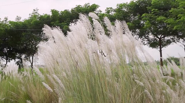 wild sugarcane/khas grass with the clear blue sky drone shot