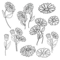 Hand-drawn Calendula Flowers Line Art Set. Botanical illustrations of daisy-like blooms and buds for coloring and design.