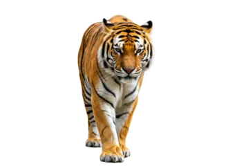 Fototapete Tiger Isolated tiger walking forward, majestic wild animal with black stripes on orange fur looking fierce  © Ophelia