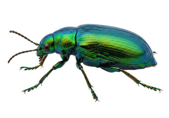 Isolated brilliant green beetle showcasing vibrant iridescence with a polished, smooth exoskeleton