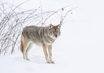 A lone coyote isolated on white background walking and hunting in the winter snow in Canada