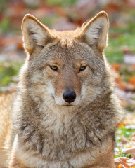 A lone coyote Canis latrans standing in a grassy green field in autumn in Canada
