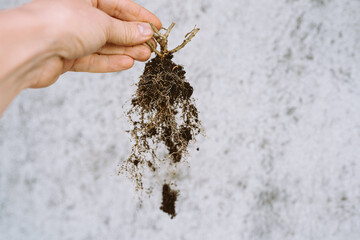 dry garden plant root woman hand